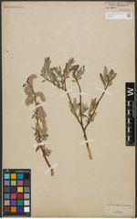 Foto von Salix viminalis L.